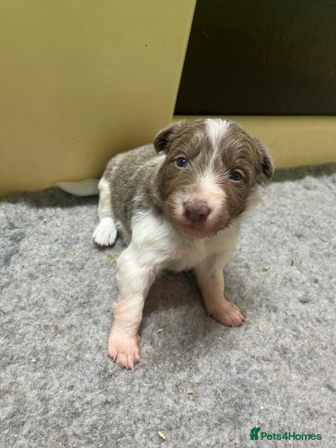 Border Collie dogs for sale: Fully health tested lilac and white kcreg puppies  - Image 1