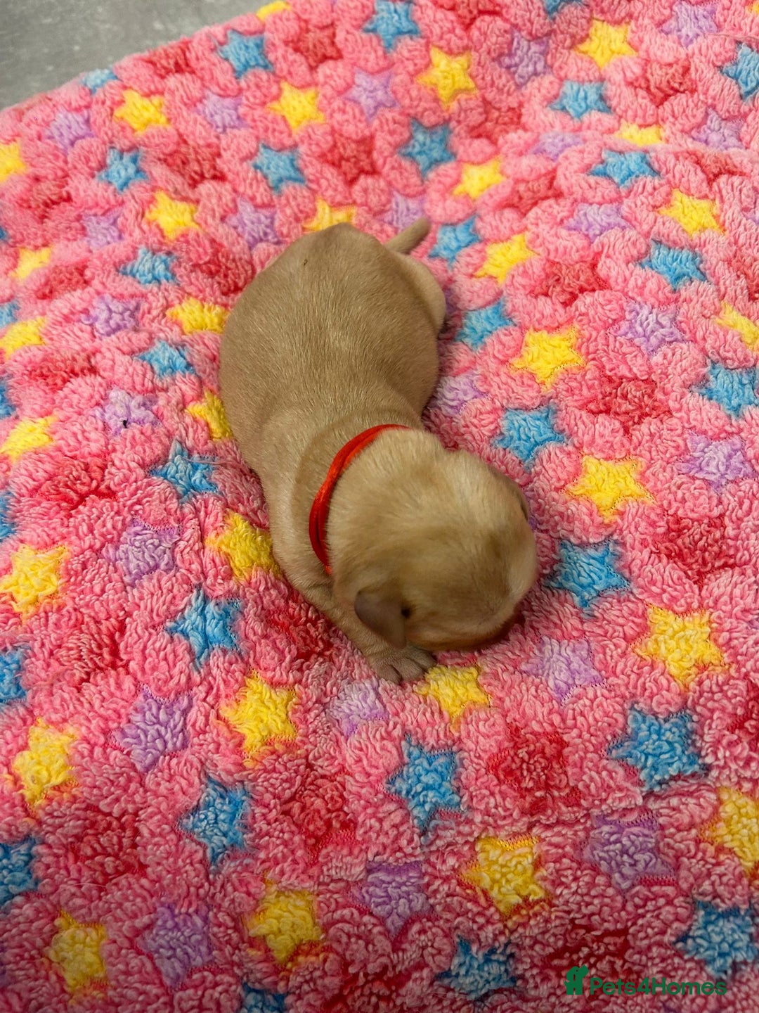 Labrador Retriever dogs for sale: Beautiful pedigree golden Labradors  - Image 4