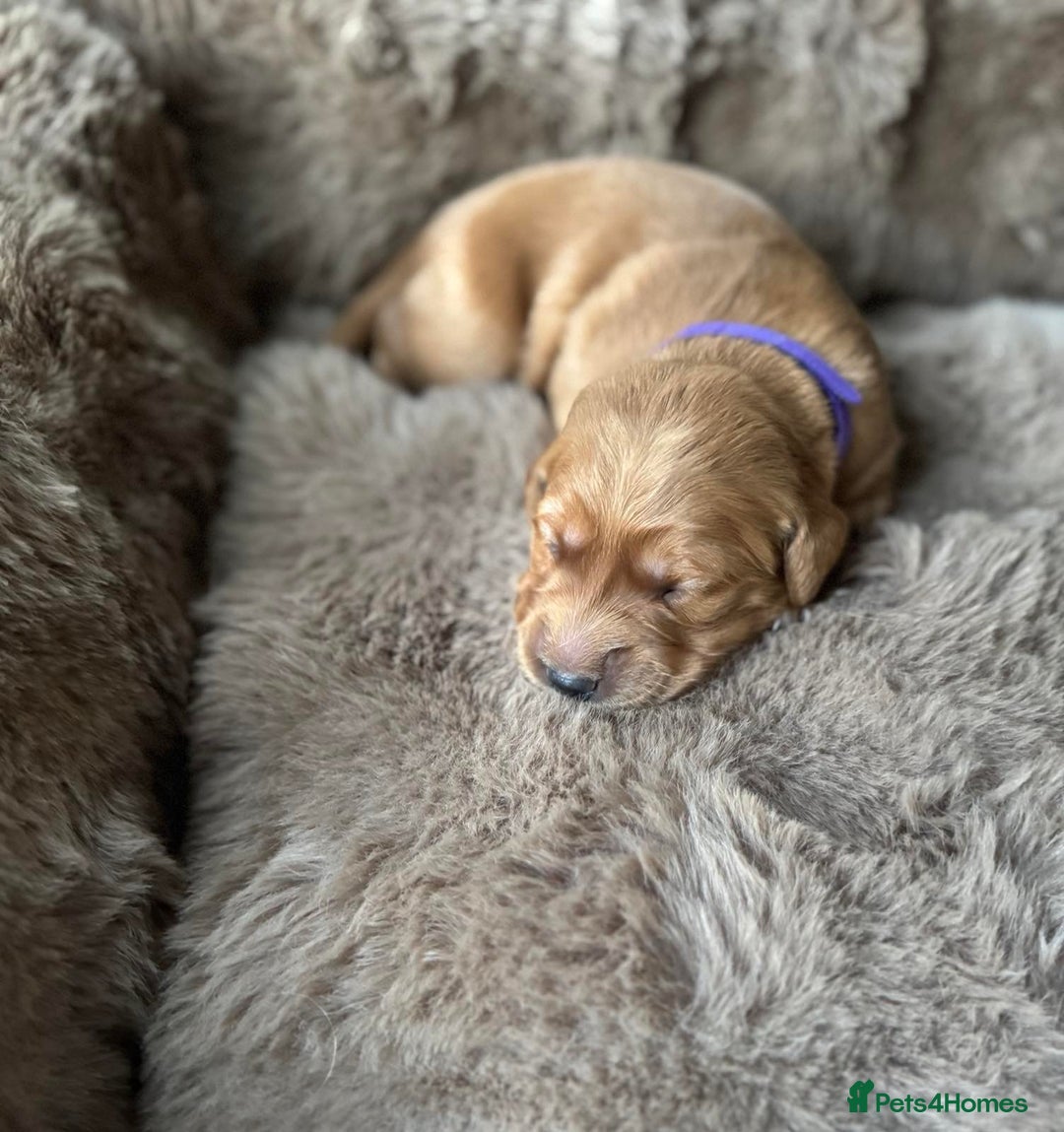 Golden Retriever dogs for sale: Golden retriever puppies  - Advert 14