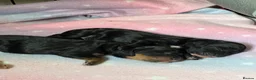 Cavapoochon dogs for sale: Beautiful health tested Cavapoo puppies - Advert 14
