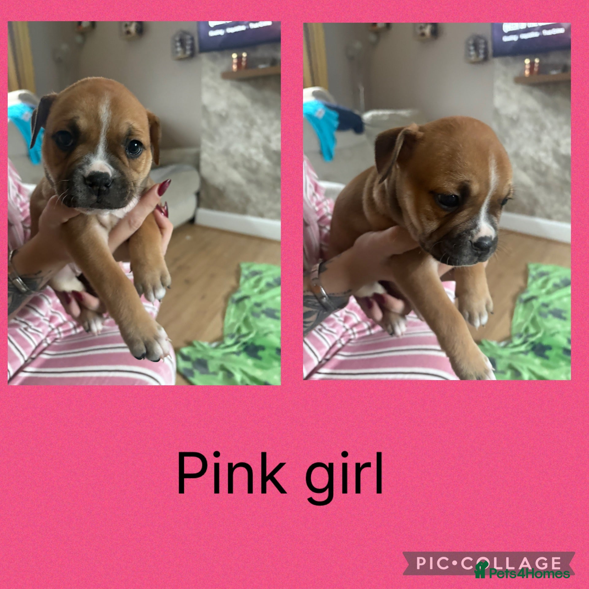 Mixed Breed dogs American bulldog cross staff pups  - Advert 8