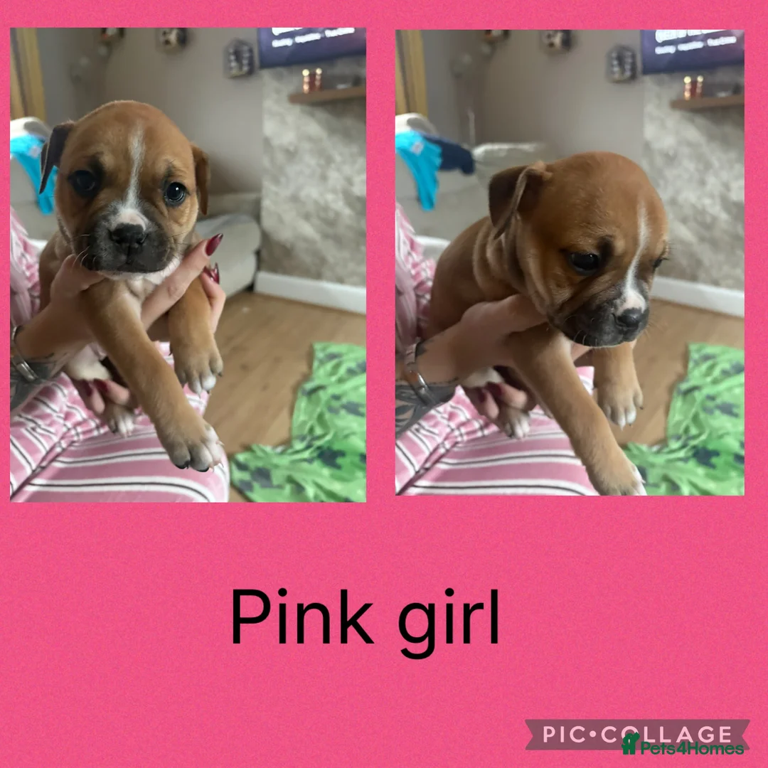 Mixed Breed dogs for sale: American bulldog cross staff pups  - Advert 1