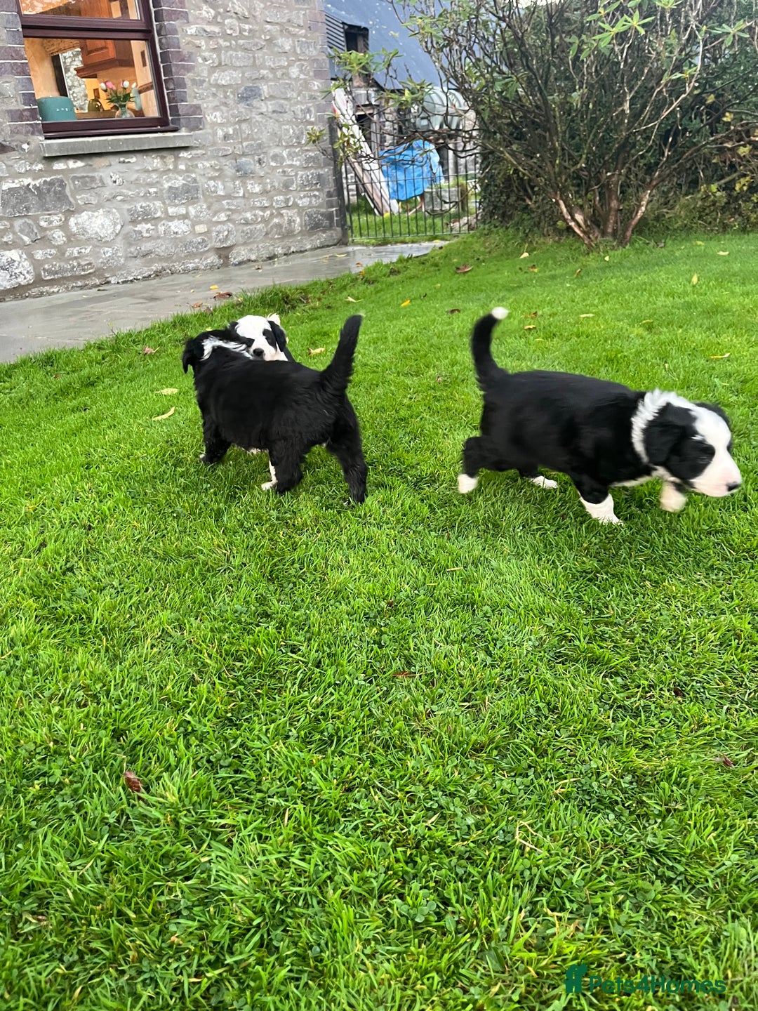 Bearded Collie dogs for sale: Six beautiful Beardie puppies for sale - Image 14