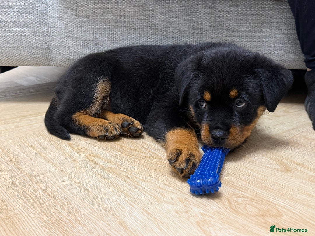 Rottweiler dogs for sale: 10 week old KC registered champion line girl 💕 - Advert 2