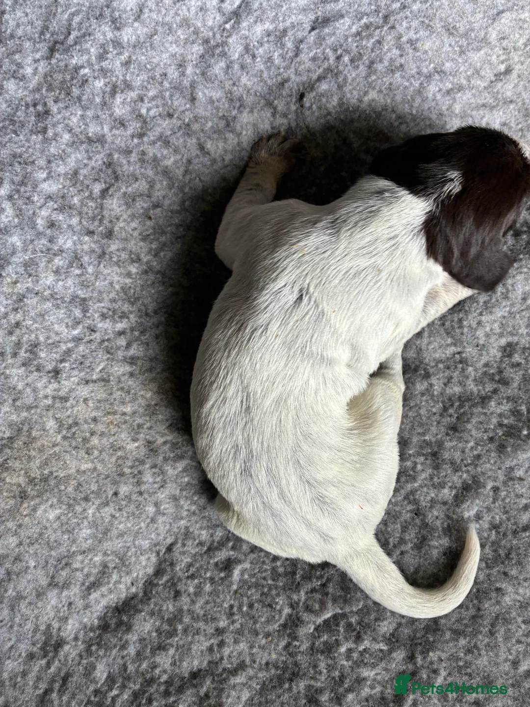 German Wirehaired Pointer dogs for sale: BEAUTIFUL HEALTHY KC REGISTERED GWP PUPS - Advert 2