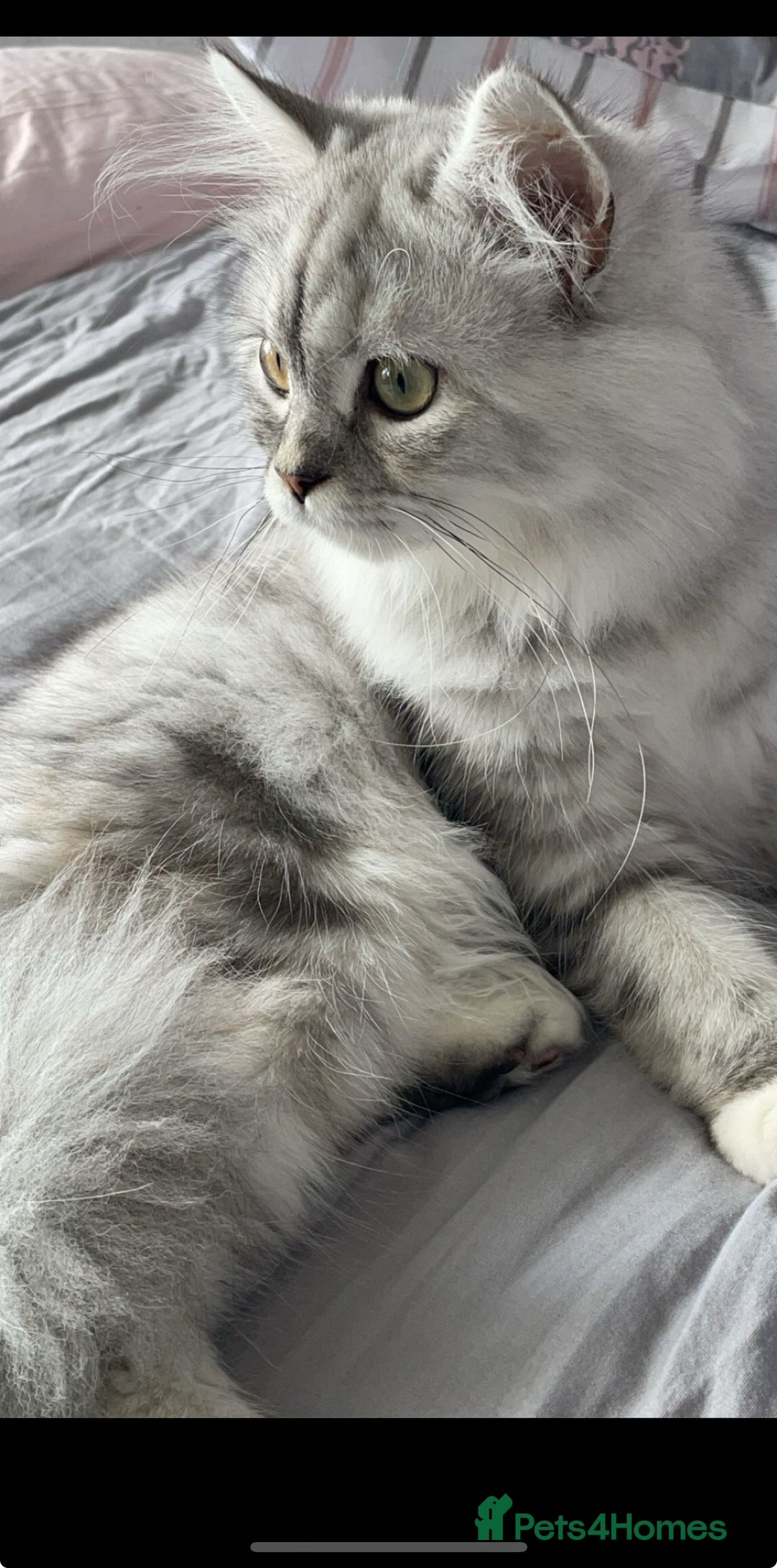 Persian cats for sale: Female and Male cat for Rehome.  - Advert 4