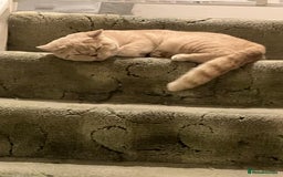 British Shorthair cats for sale: Mabel needs a quiet loving home  - Image 10