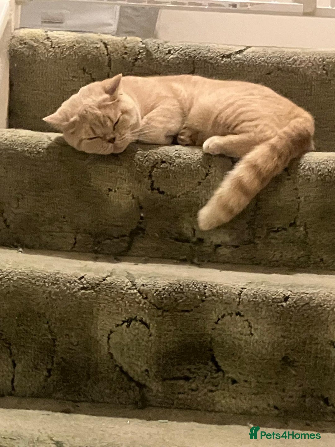British Shorthair cats for sale: Mabel needs a quiet loving home  - Image 10