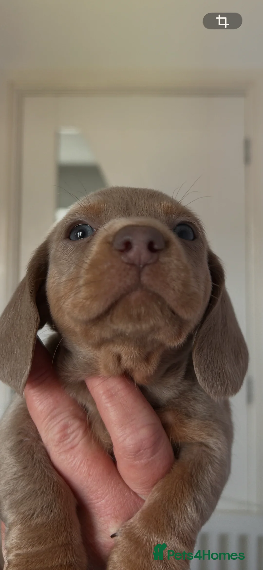 Dachshund dogs for sale: Miniature dachshund puppies for sale  in Cardiff - Advert 4