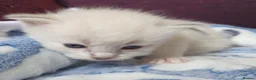 Siberian cats for sale: Gorgeous Neva Masquerade Baby Boy - Advert 1