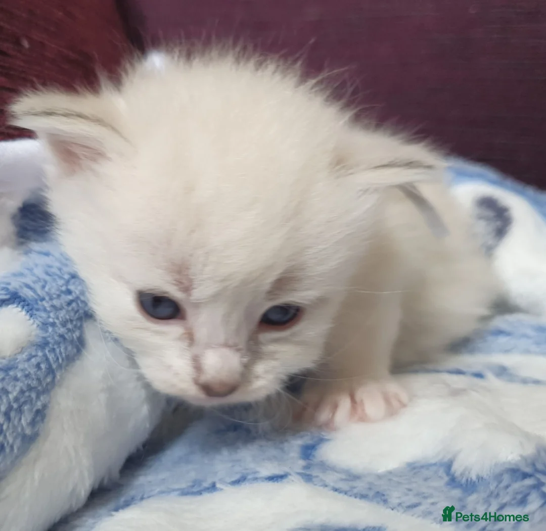Siberian cats for sale: Gorgeous Neva Masquerade Baby Boy - Advert 1