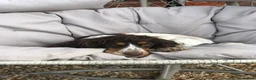 Cocker Spaniel dogs for sale: KC REG SHOW COCKER SPANIEL PUPPIES 🩷💙 - Advert 2