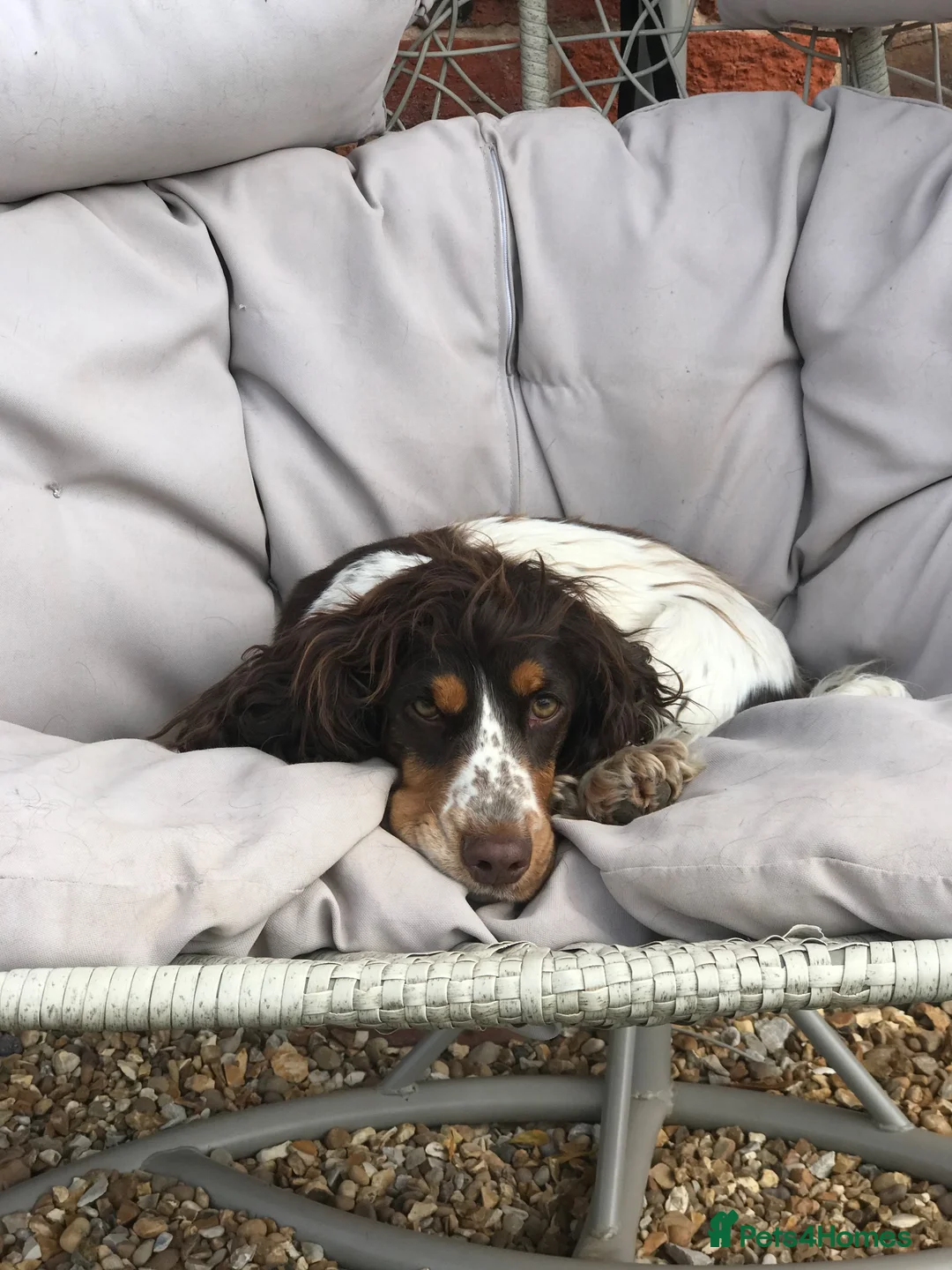 Cocker Spaniel dogs for sale: KC REG SHOW COCKER SPANIEL PUPPIES 🩷💙 - Advert 2