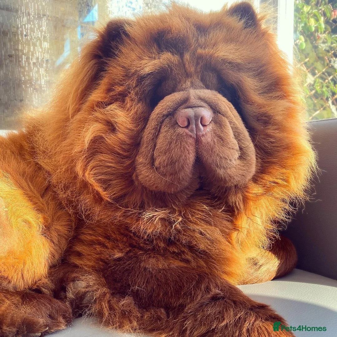 Chow Chow dogs for stud: HERSHEY the famous chocolate carrying blue. in Cheltenham - Advert 18