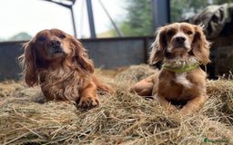 Cocker Spaniel dogs for sale: Stunning golden cocker spaniel puppies  - Image 12