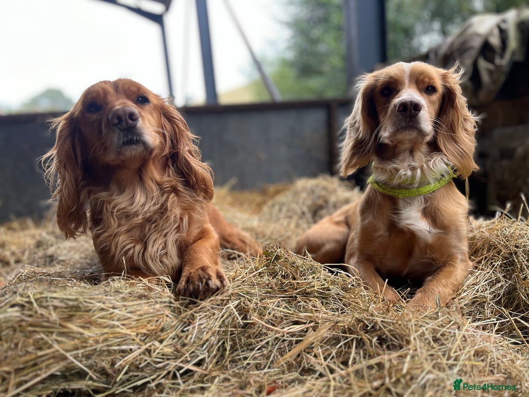 Cocker Spaniel dogs for sale: Stunning golden cocker spaniel puppies  - Image 12