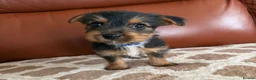 Mixed Breed dogs for sale: Yorkshire terrier X Jack Russell in Harlow - Advert 1