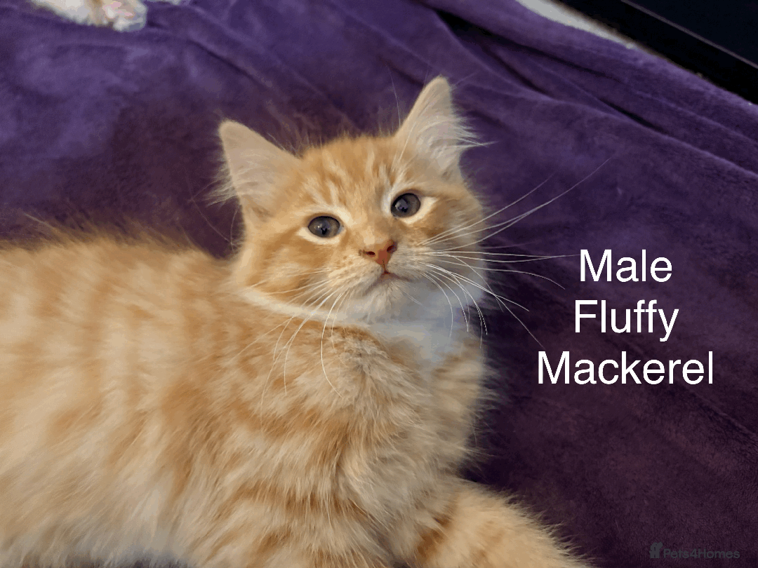 Mixed Breed cats for sale: Seven gingers, bundles of joy! - Advert 11