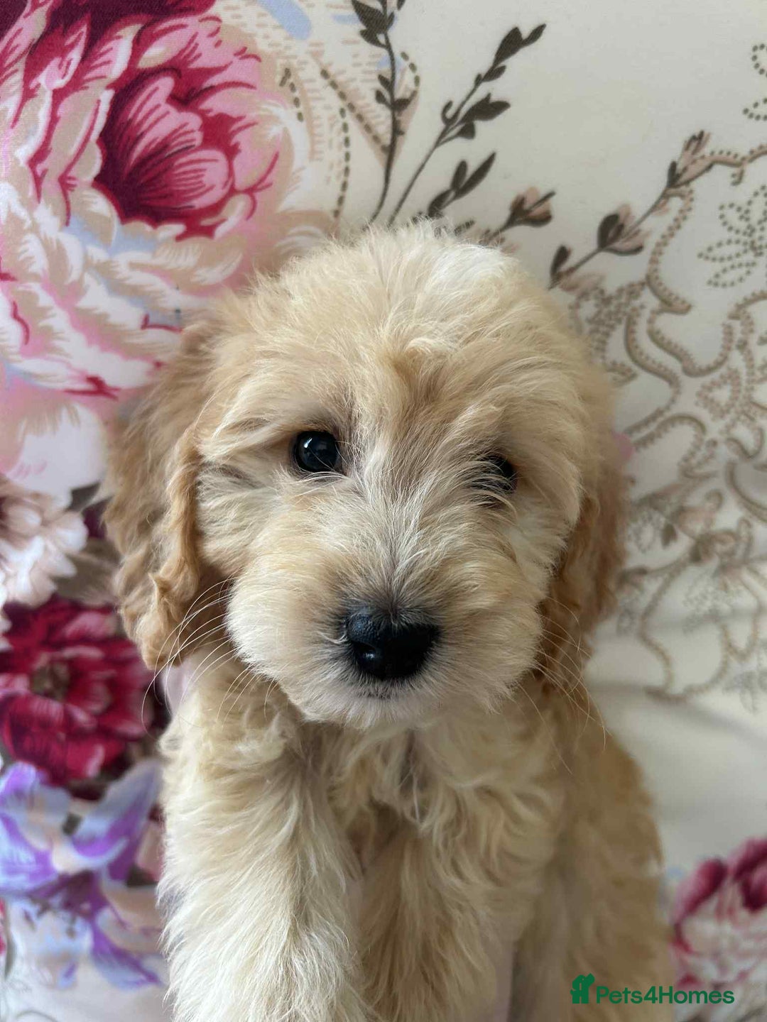 Cockapoo dogs for sale: Ready now !!! Apricot cockerpoos - Image 19