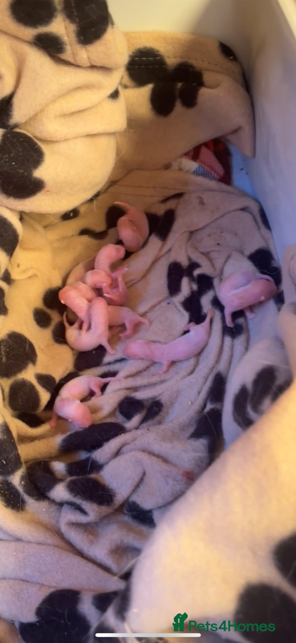 Ferret rodents Ferret kits for sale (reserve) - Advert 8