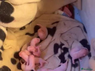 Ferret rodents Ferret kits for sale (reserve) - Advert 1