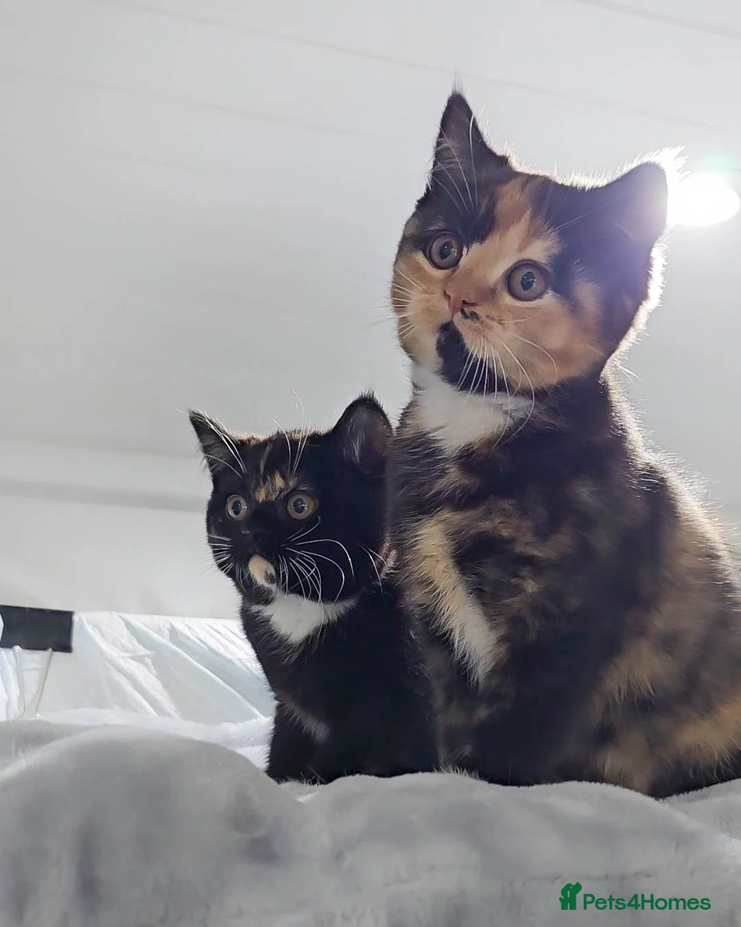 British Shorthair cats for sale: Last Available Calico Girl – Unique & Sweet Nature - Advert 2