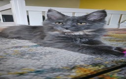 Maine Coon cats for sale: TICA Reg Maine Coon Kittens - Image 20