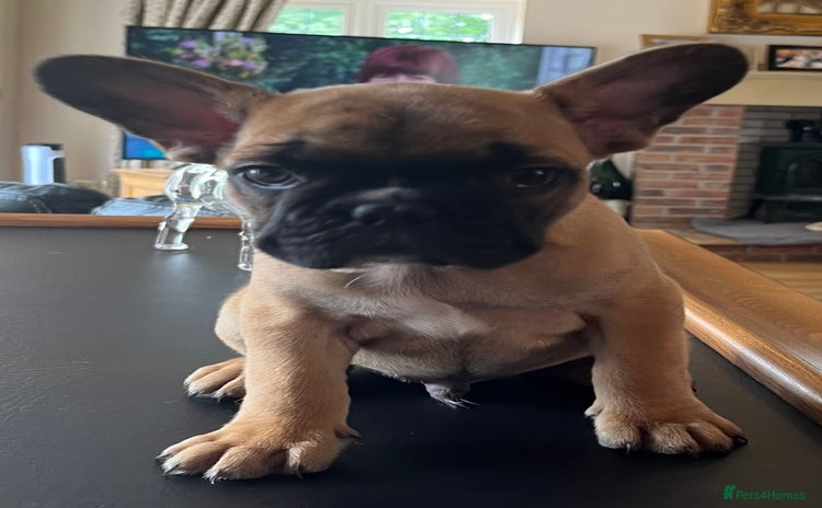French Bulldog dogs - Advert 16