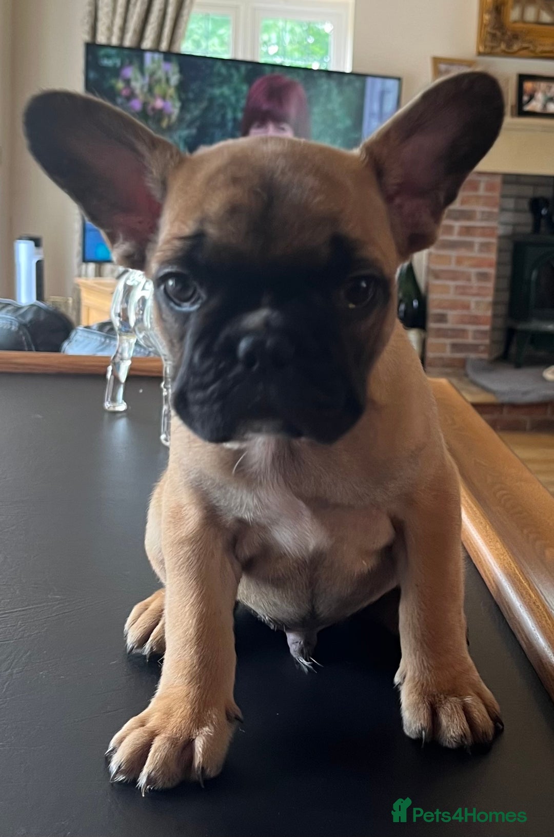 French Bulldog dogs for sale: KC French Bulldog 9 week puppy, fluffy, tan - Image 1