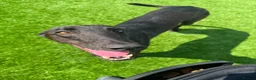 Greyhound dogs for adoption: Oliver - Advert 6