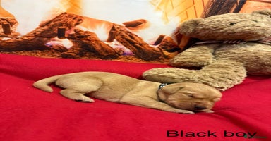 Labrador Retriever dogs - Advert 2