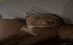 American Bully dogs for sale: Pepper - Image 2