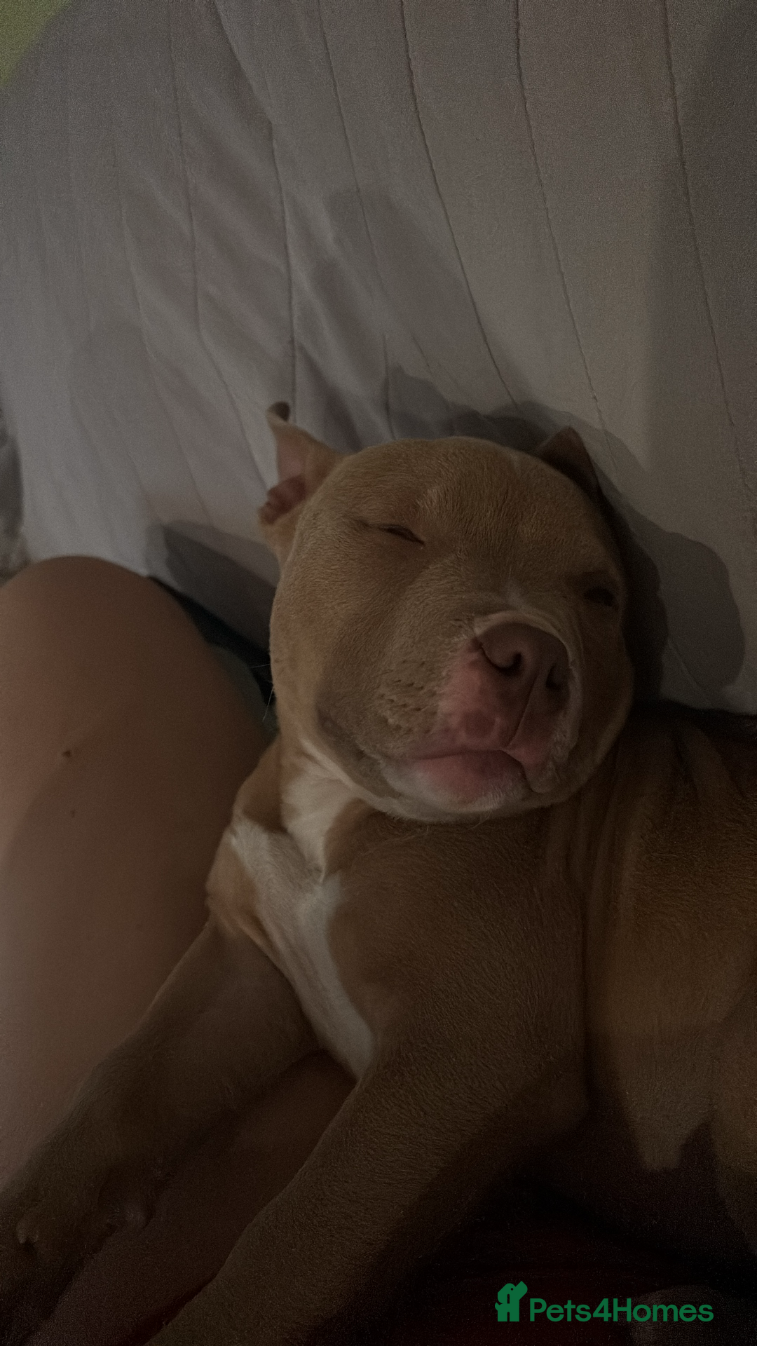 American Bully dogs for sale: Pepper - Image 2