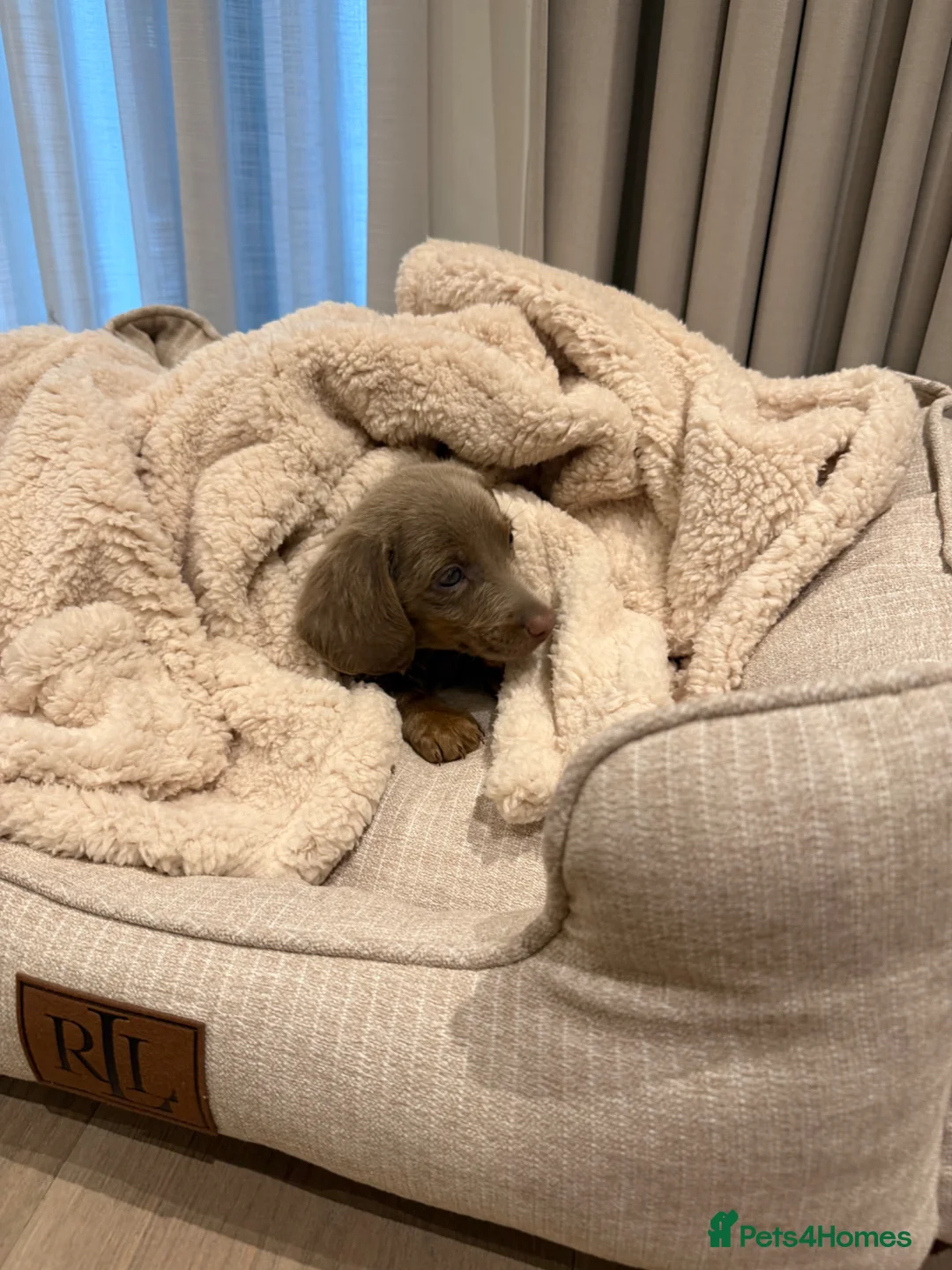 Dachshund dogs for sale: Miniature dachshund  - Advert 4