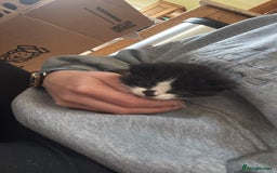 British Shorthair cats for sale: Cute and friendly kittens.  - Image 7