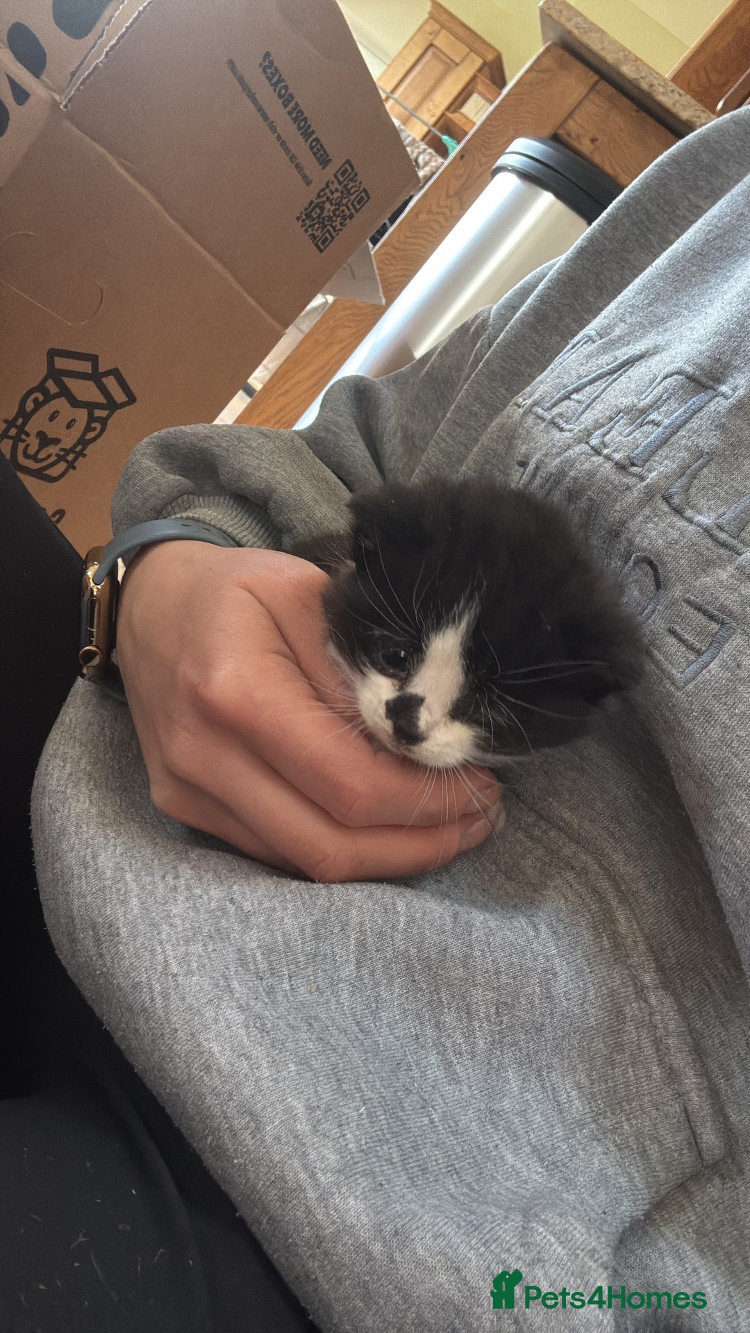 British Shorthair cats for sale: Cute and friendly kittens.  - Image 7