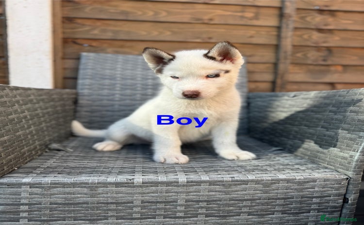 Siberian Husky dogs - Advert 2