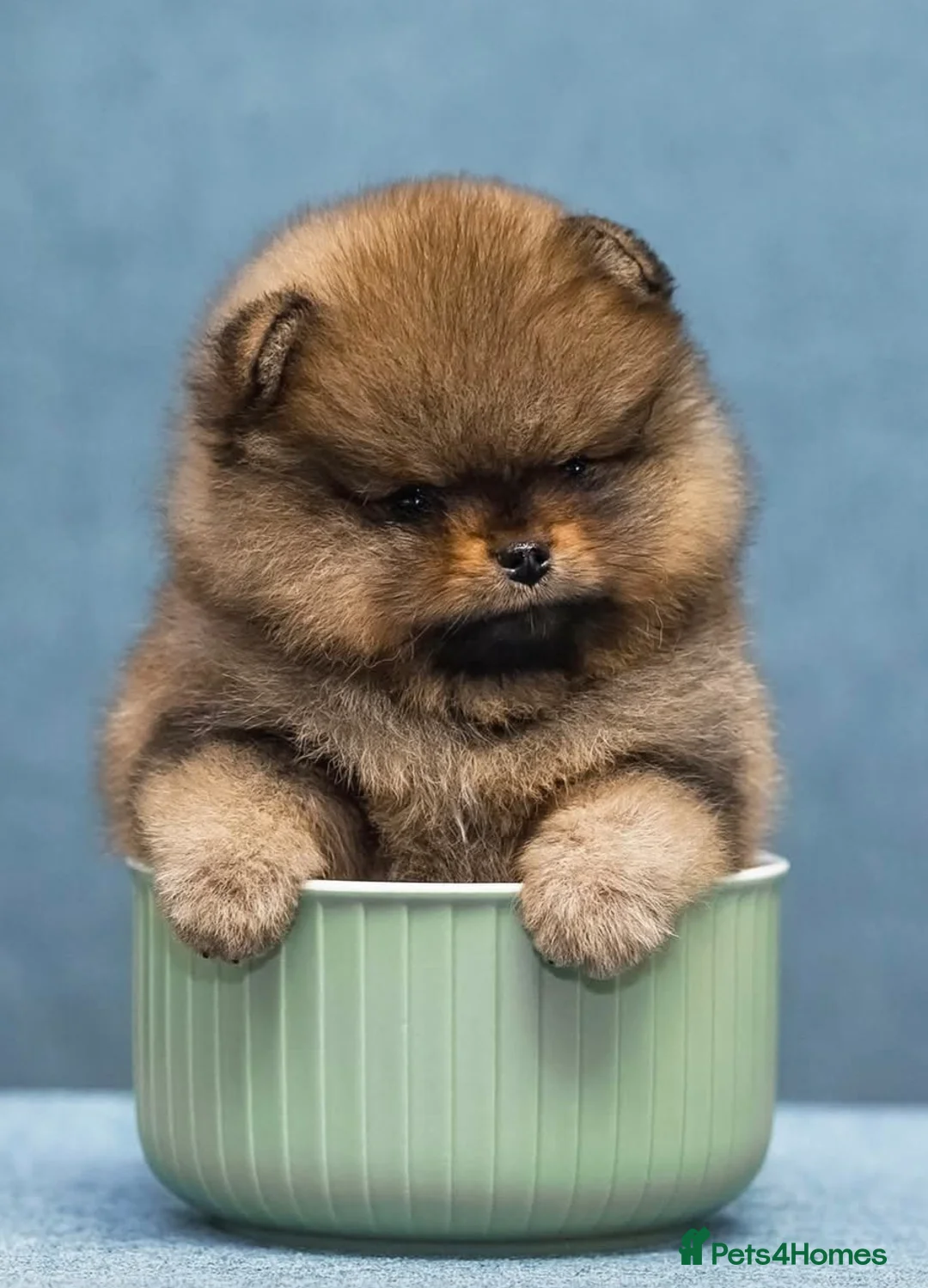 Pomeranian dogs for sale: Pomeranian tiny girl - Advert 2