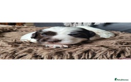 Sprocker dogs for sale: Male Sprocker - Image 4