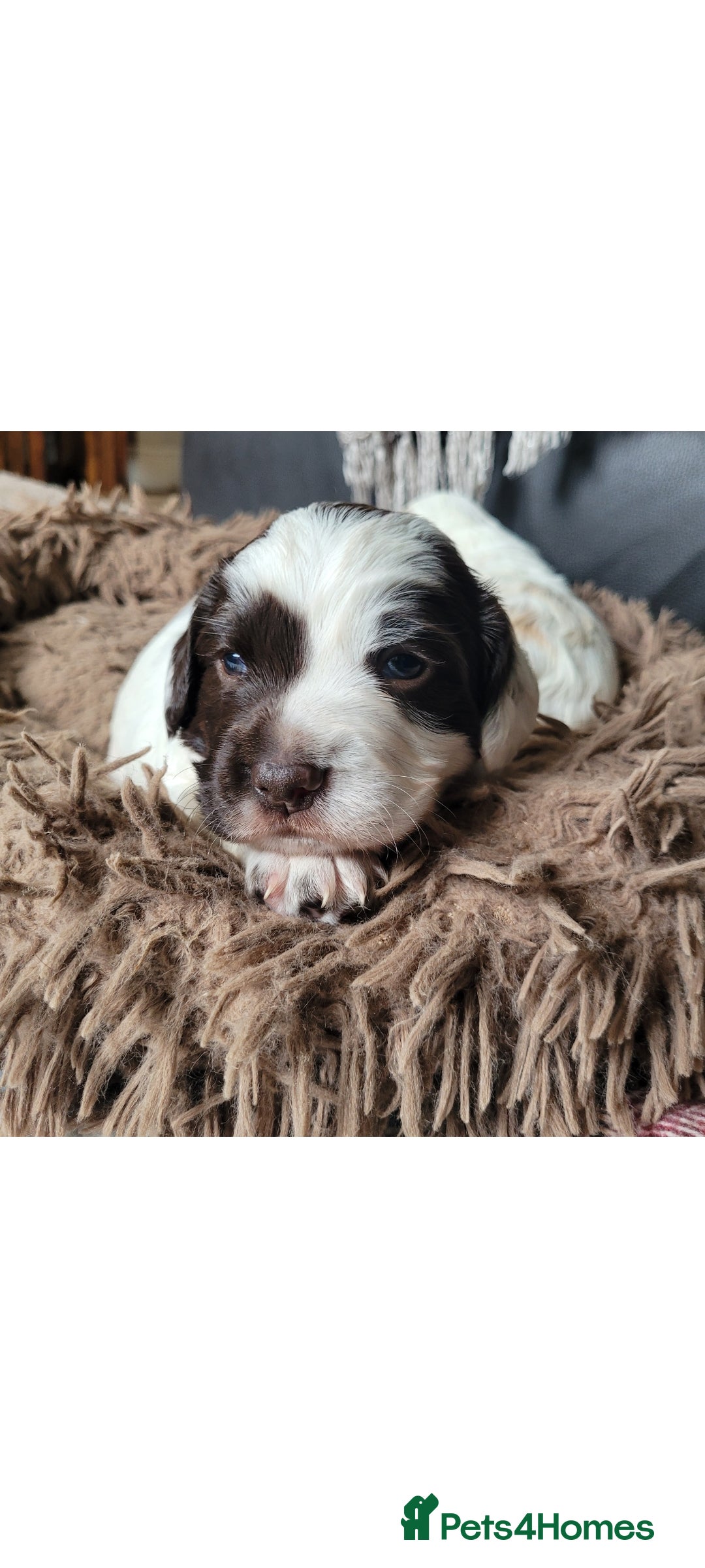 Sprocker dogs for sale: Male Sprocker - Image 4
