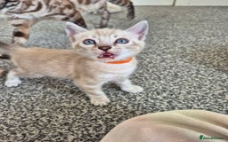 Bengal cats for sale: TICA large/clouded rosettes snow bengal kittens  - Image 21