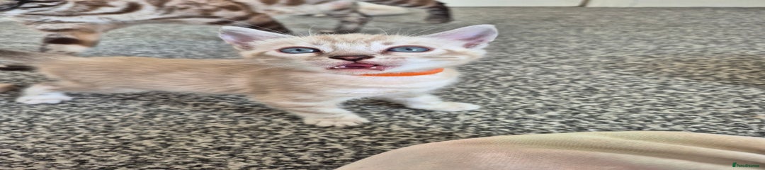 Seal lynx sheeted marble boy (Orange)