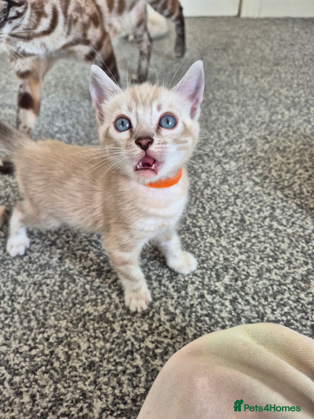 Bengal cats for sale: TICA large/clouded rosettes snow bengal kittens  - Image 21