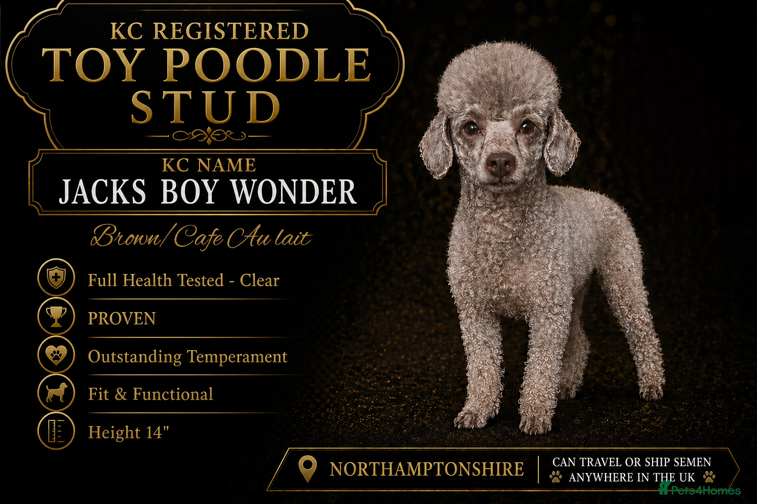 Toy Poodle dogs KC Toy Poodle Stud - Advert 2