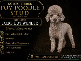 Toy Poodle dogs KC Toy Poodle Stud - Advert 2