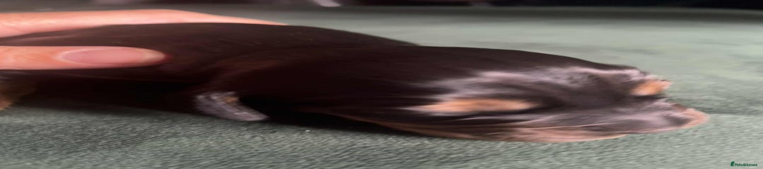 Cocker Spaniel Puppy 4