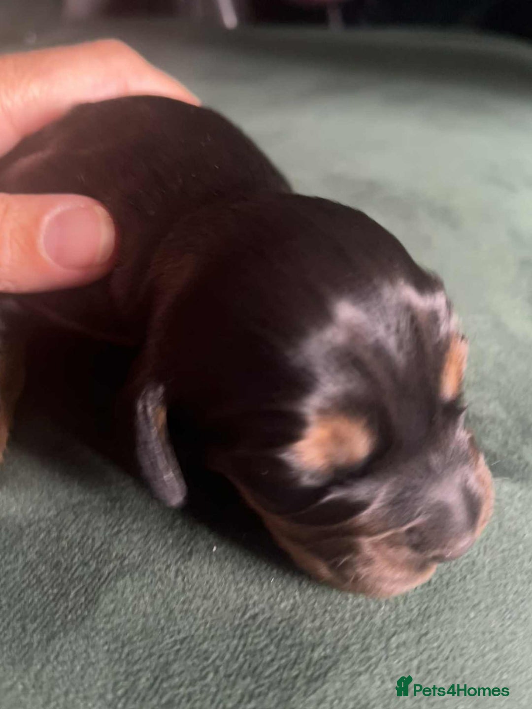 Cocker Spaniel dogs for sale: Working Cocker Spaniel Puppy’s  - Image 6