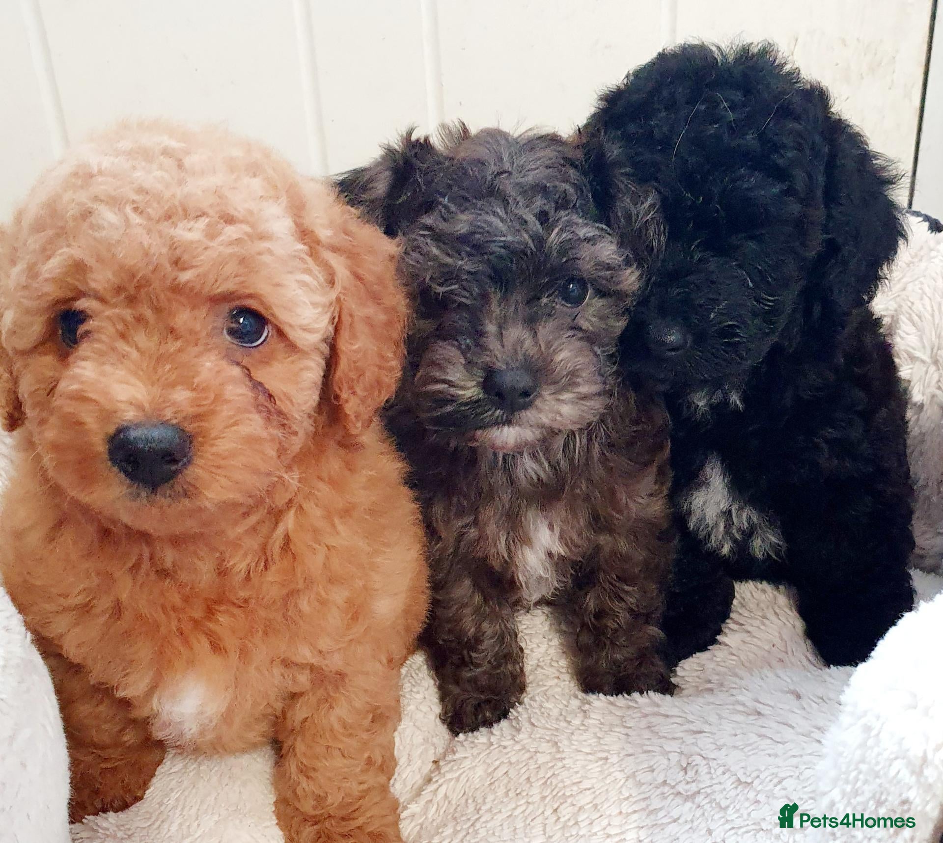 Maltipoo dogs for sale: F1 multipoo toy puppies  - Advert 1