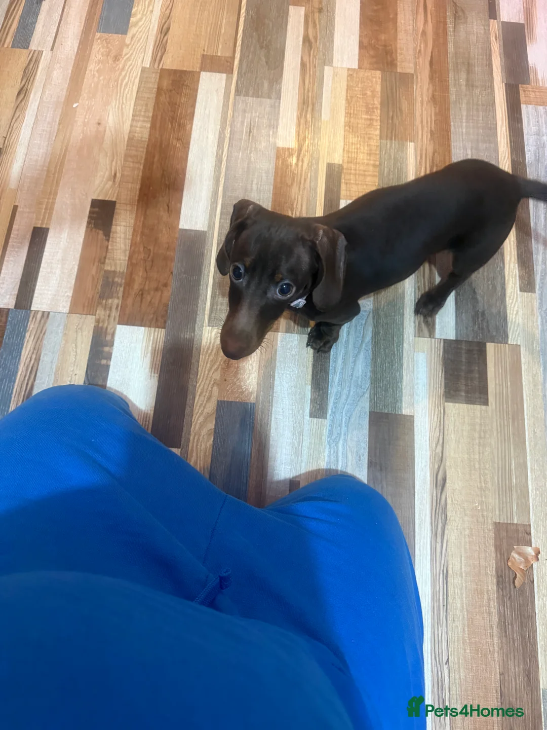 Miniature Dachshund dogs for sale: Miniature dachshund  - Advert 4