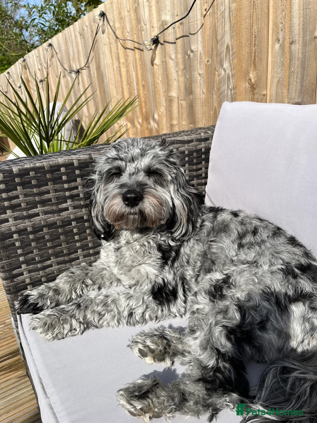 Cockapoo dogs for stud: F1 proven Blue Merle Cockapoo for stud in Aylesford - Advert 7